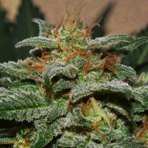 gog sweetberry cough auto