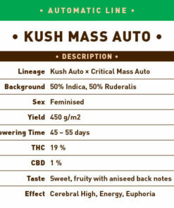 Kush Mass Auto