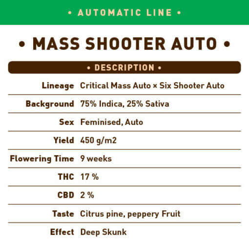 Mass Shooter Auto