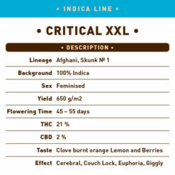 Indica Critical XXL back