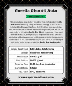 GorrillaGlue4 Auto back 1