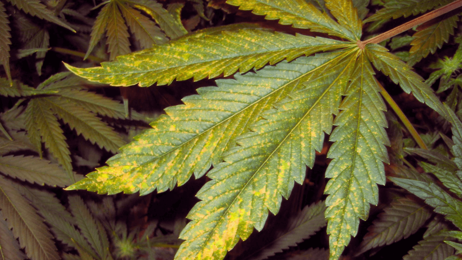 Leaf Disease canabis