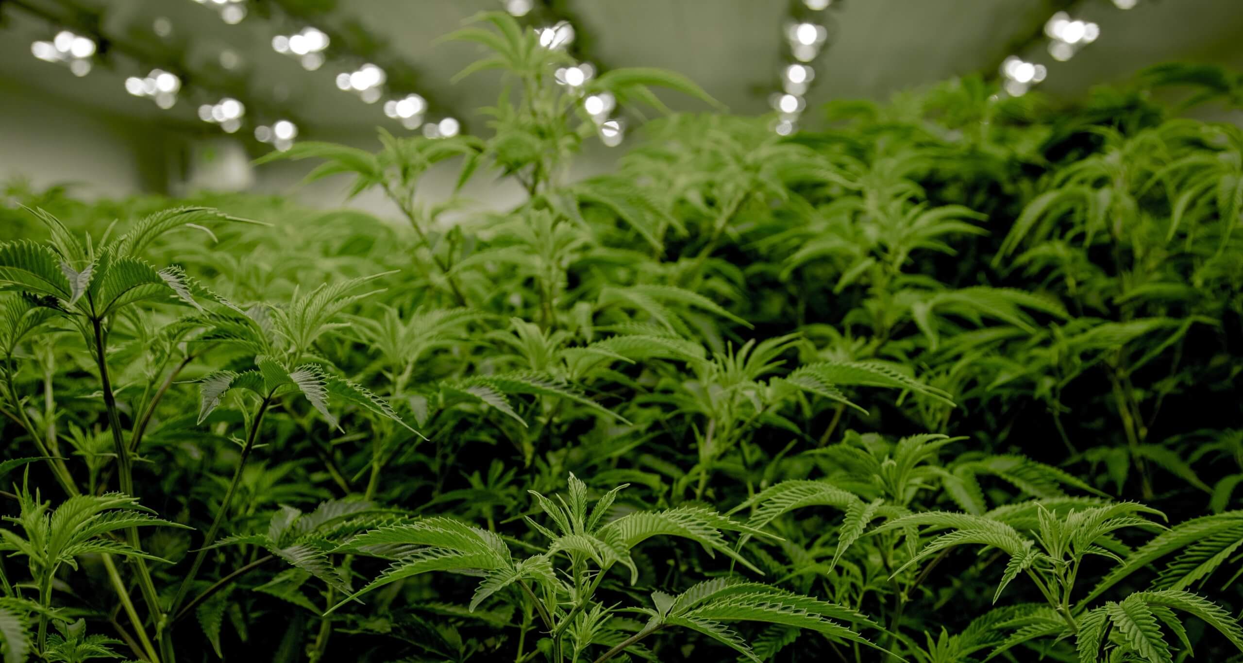 light on marijuana plant scaled
