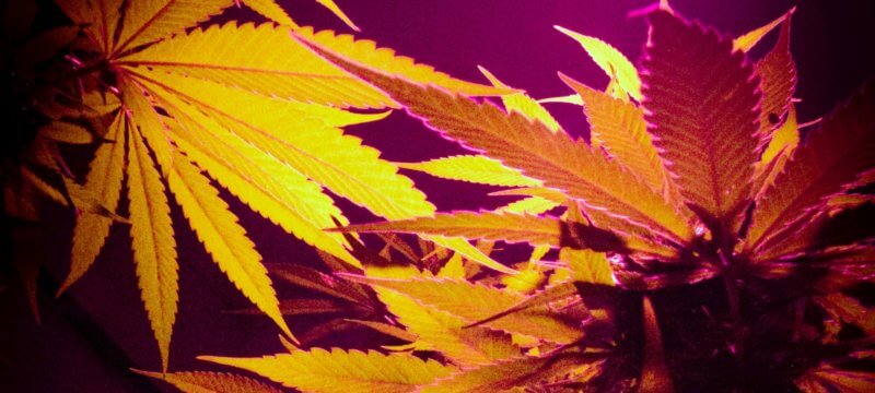 почему желтеют листья марихуаны?