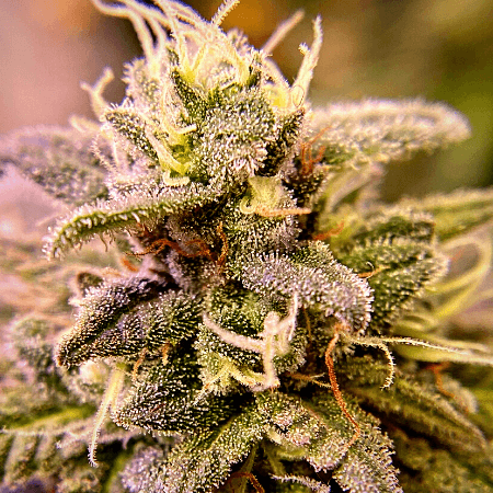 Critical x Cheese Candy