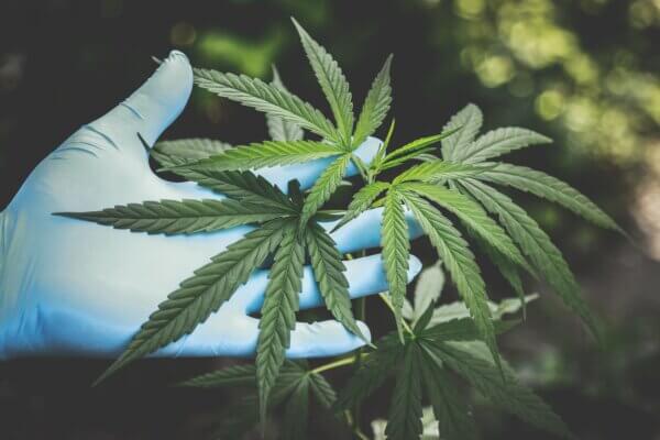 Mg deficiency in cannabis