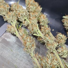 Sherbet Seeds photo review