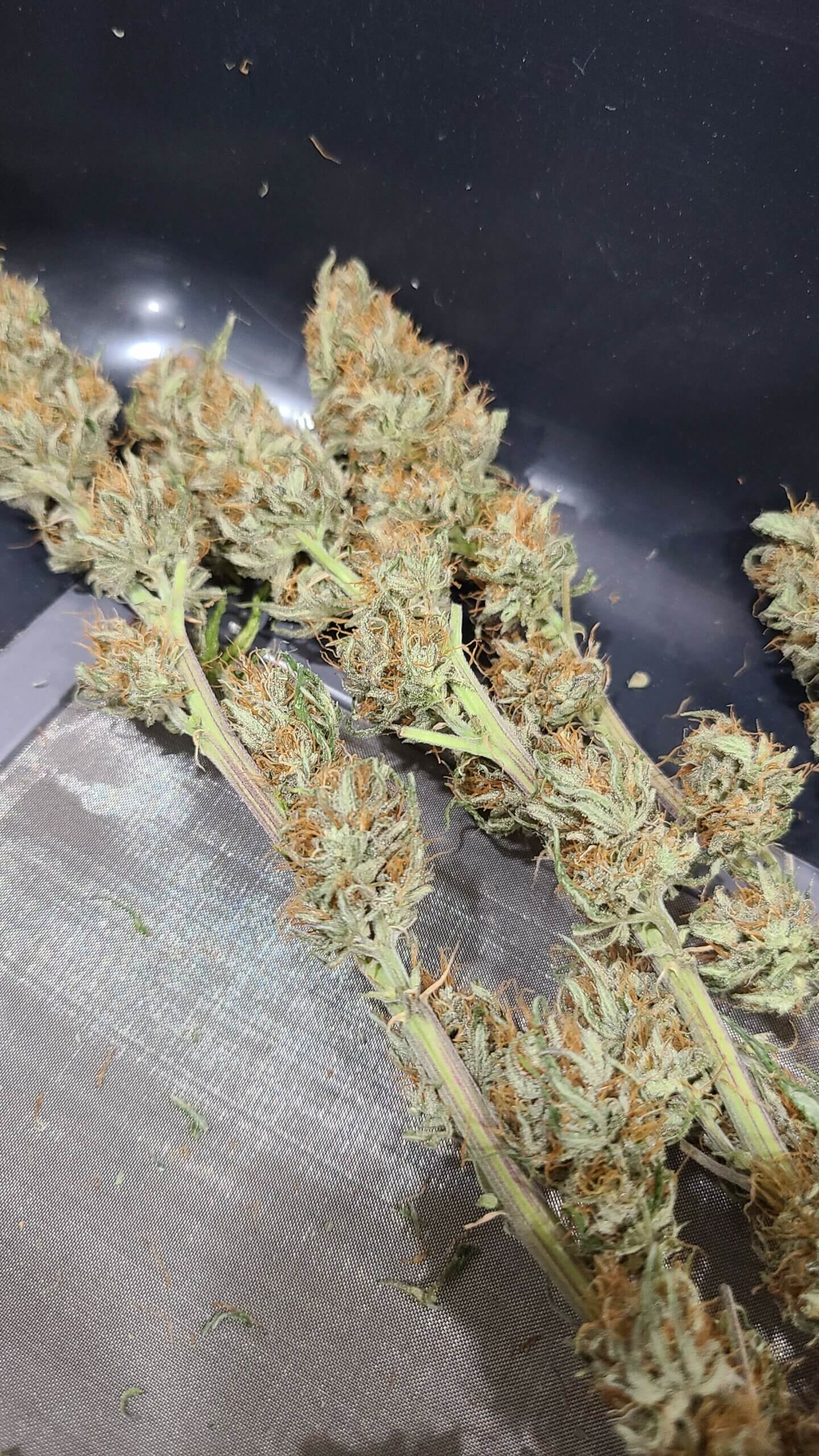 Sherbet strain GOG Seeds Bank