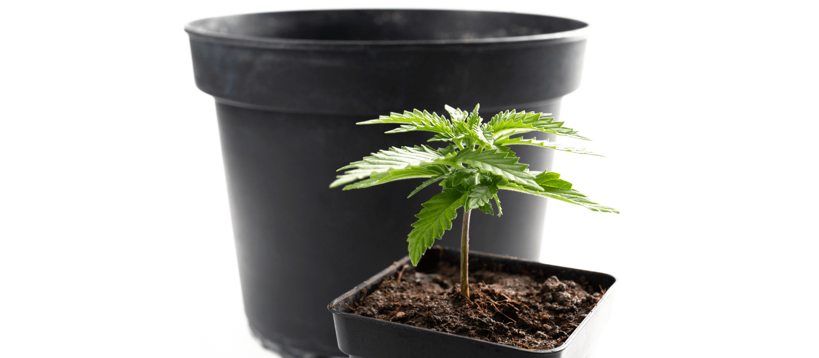 benefits of using larger pots for cannabis growing