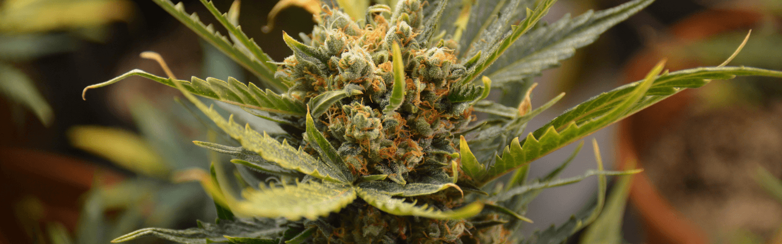 blue berry cookie auto