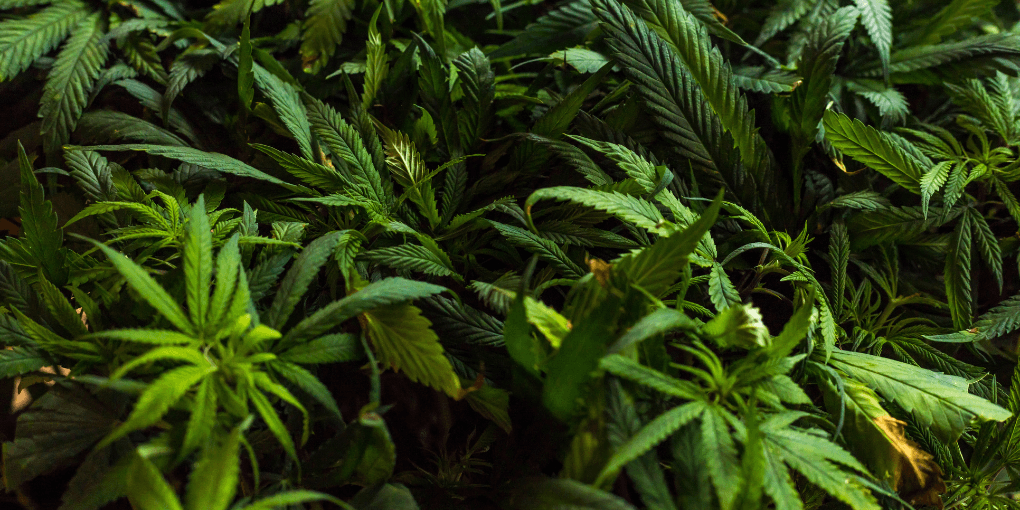 Identifying high-quality cannabis seeds