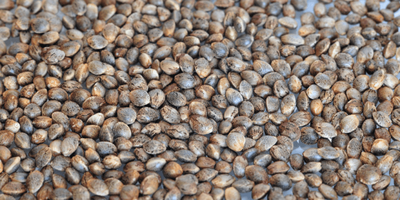 How to identify high quality cannabis seeds