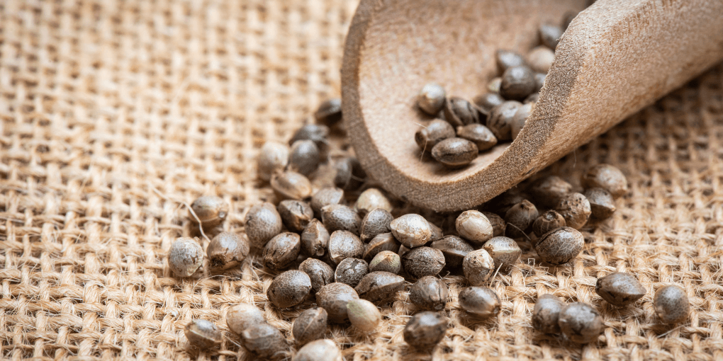 how to identify high-quality cannabis seeds