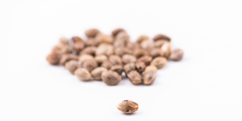 Correct Cannabis Seed Storage