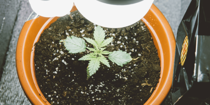 Growing Cannabis Seeds