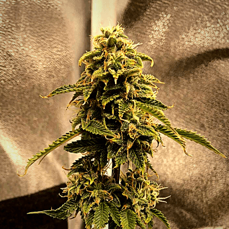 Afghan Hash Plant Regular Seeds