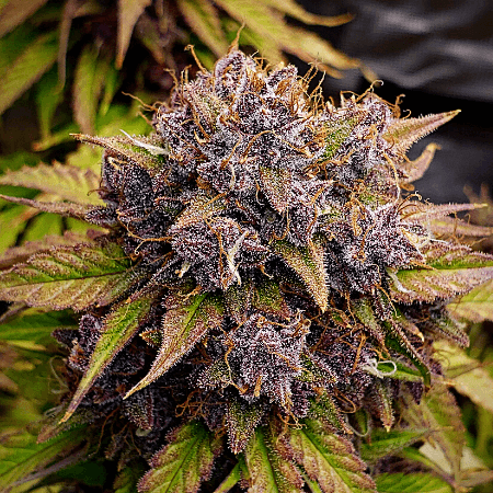 Amnesia Kush Auto Seeds
