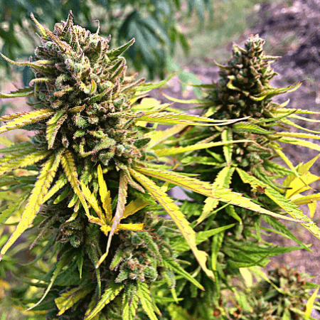 Banana Kush Regular Seeds
