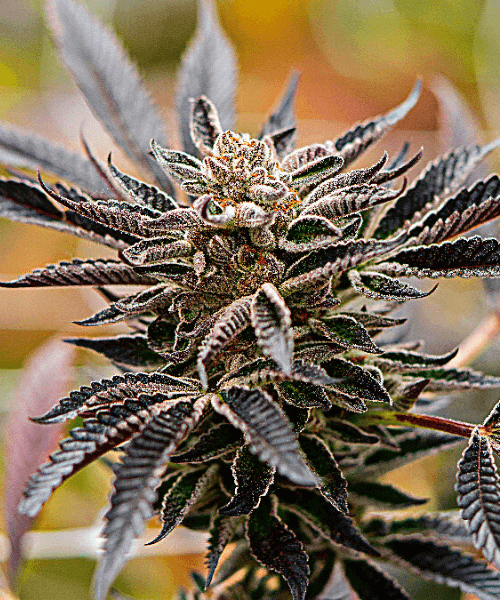 Blue Amnesia Auto Seeds