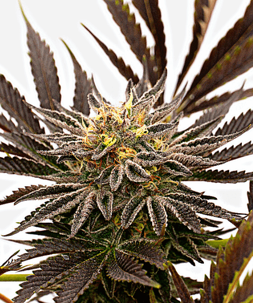 Blue Cheese Auto Seeds