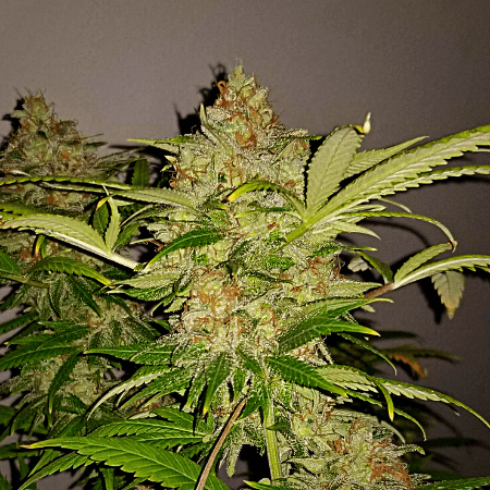 Blue Cookies Seeds