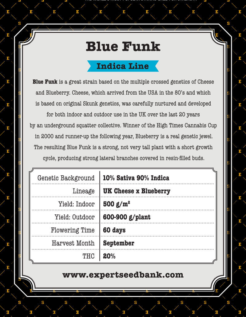 Blue Cheese Seeds - Image 3