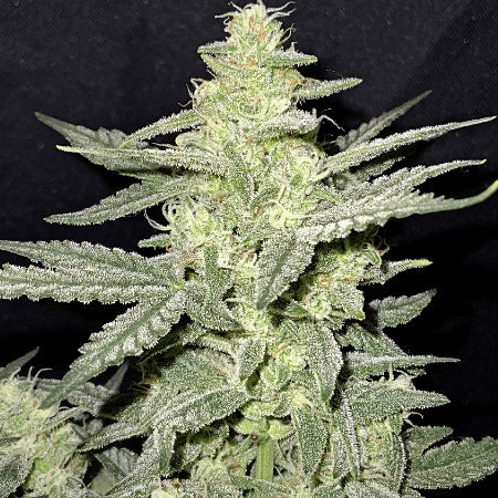 Blueberry Regular Seeds