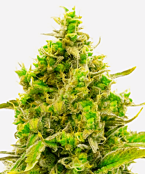 Auto CBD Cheese Seeds