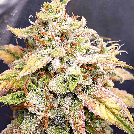 CBD Zenergy Seeds