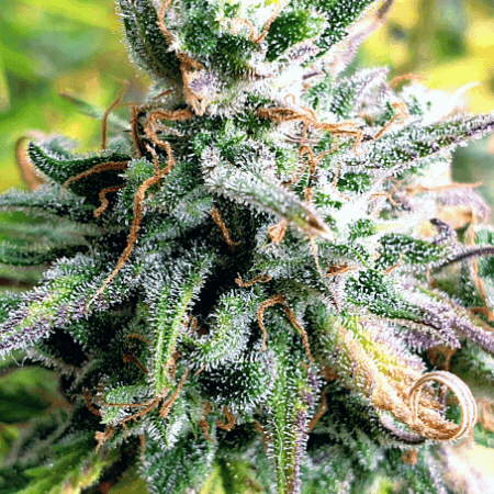 Cream Candy Auto Seeds