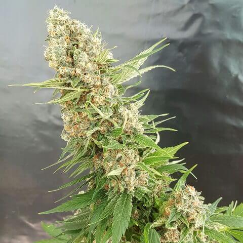 Critical Gorilla Seeds - Image 3