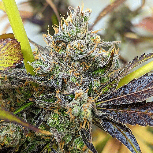 Critical Plus x Purple Kush