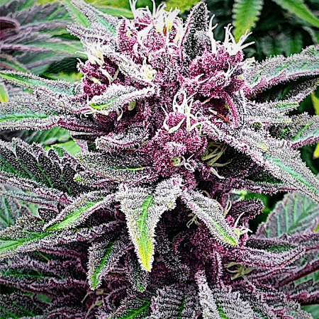 Purple Kush x White Russian Seeds