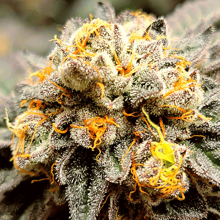Do-Si-Dos Regular Seeds