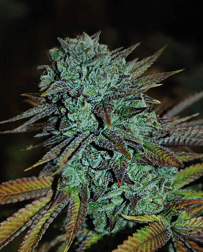 Expert Gorilla Seeds - Image 3