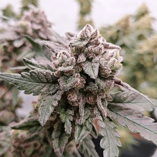 G13 x Og Kush