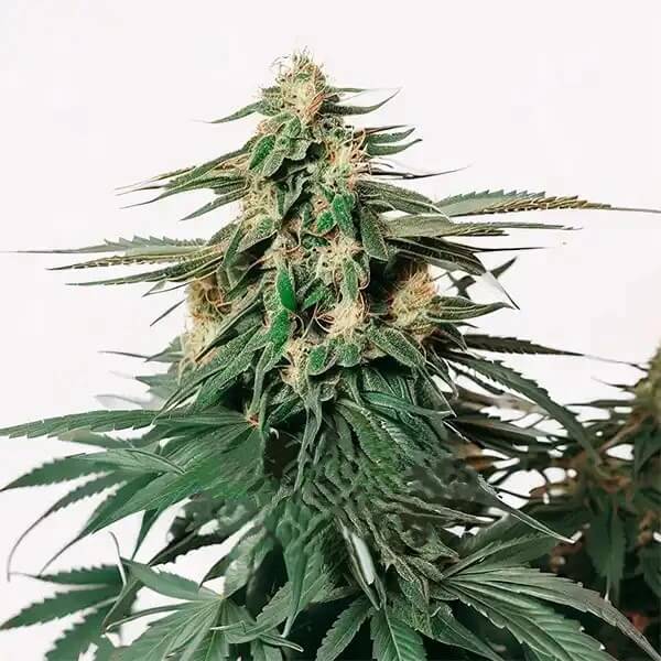 Auto Amnesia Haze F1
