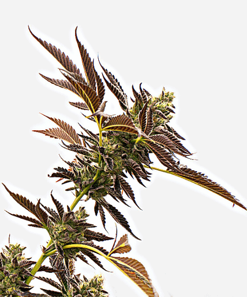 Gelato Regular Seeds