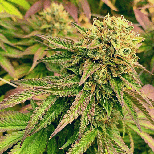 Gelato x Face OFF