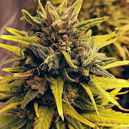 Gorilla Lemon Fire Regular Seeds