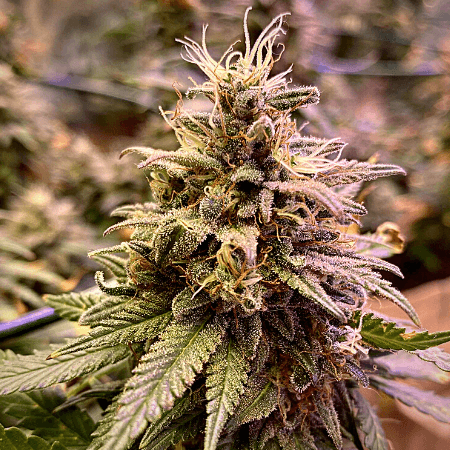 Grandaddy x Bruce Banner Regular Seeds