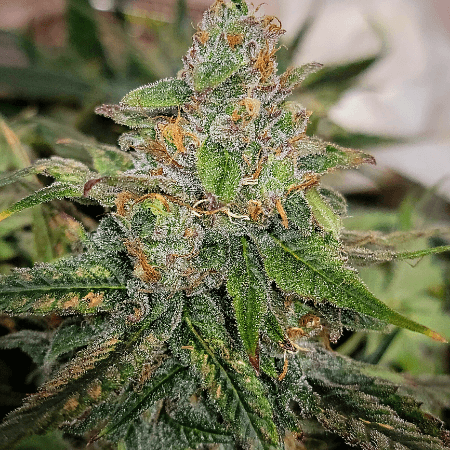 Grape Ape Seeds