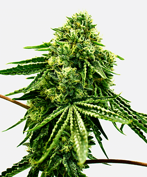 Green Crack x Core Seeds