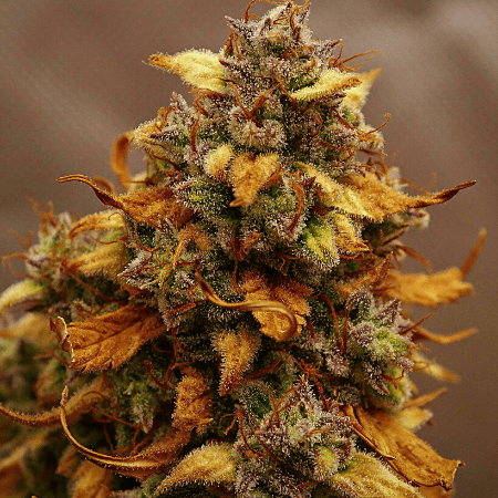 Harlequin x Bubba Kush Regular Seeds