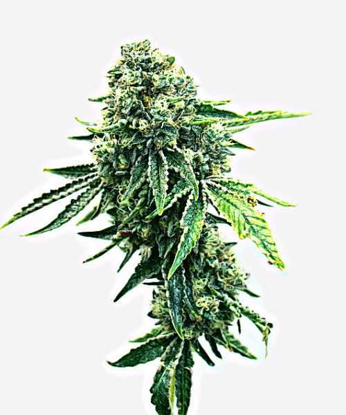 Haze XL Auto Seeds