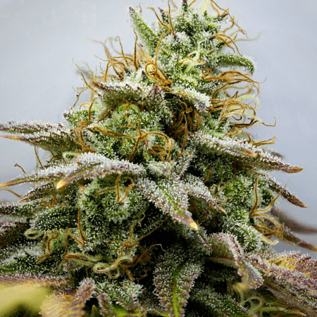 Hindu Kush Regular Seeds