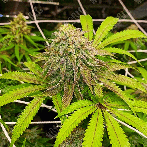 Ice Cream Cake x S.F.V.