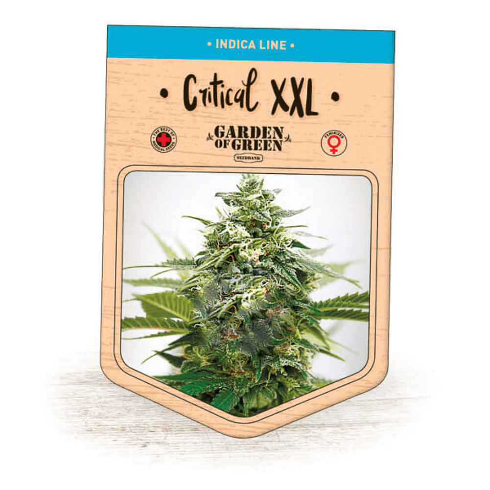 Critical XXL Seeds