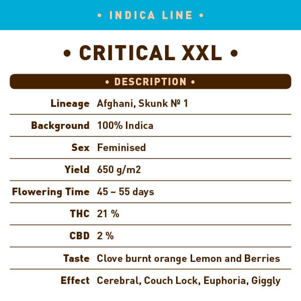 Critical XXL Seeds - Image 2