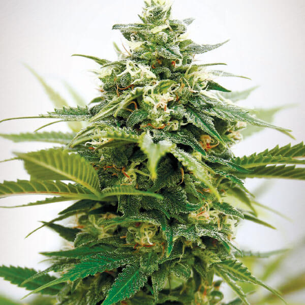 Critical XXL Seeds - Image 3